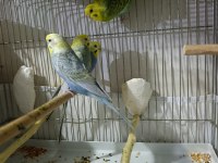Rainbow muhabbet kuşları