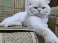 SCOTTİSH FOLD KEDİMİZİ ÇİFLEŞTİRME