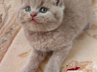 Lilac Renk Erkek Yavru Kediler
