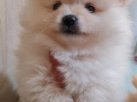 Bu güzelliklerde benden gelsin pomeranian