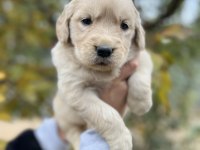 Bebek Yüzlü Golden Retriever Yavrular