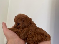 16 Kasım doğumlu toy poodle