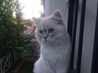 Ücretsiz verilecek kedimiz