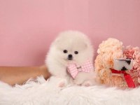 Minik Teacup Pomeranian Boo