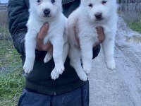 ÜST KALİTE BEYAZ MAVİ GÖZ HUSKY YAVRULAR