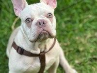 Şehir değişikliği nedeniyle sahiplendirilecek french bulldog