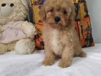 Rengarenk poodle Minnoşlar sizlerin olmaya hazır