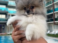 Pomeranian boo dişi tea cup