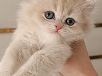 Çikolata Golden Safkan British Longhair