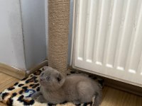 SCOTTİSH FOLD KEDİMİZ