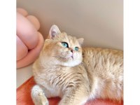 BRİTİSH GOLDEN SHORTHAİR NY11 YAVRULAR