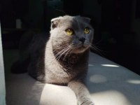 Sokaktan kurtarılan cins kedimiz
