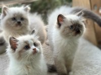 Yurt Dışından Anne ve Baba Şecereli Ragdoll Yavru