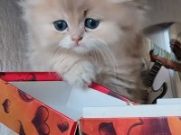 British longhair kaliteli bebekler denizli