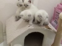 British Shorthair Blue Point