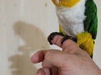 FULL EVCİL MASKOT PORTAKAL KAFA CAİQUE