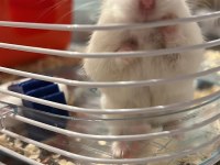 Speedy gonzales hamsterlar