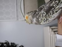 Full Evcil Sultan Papağanı