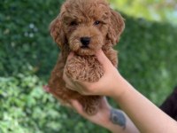 Minik kalpli poodle patimin kocaman sevgisi
