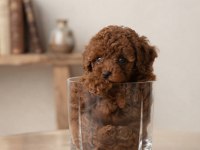 Toy poodle yavrumuz