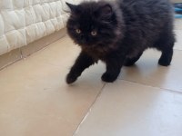 3 Aylık 3 Yavru Kedimiz Var
