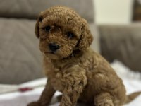 Kurabiye Misali Poodle Kızımız
