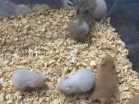 Uzun tüylü suriye hamster yeni sahiplerini bekliyor
