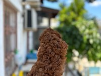 Kg garantili A kalite lekesiz poodle yavrularımız