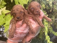 IRK VE SAĞLIK GARANTİLİ RED BROWN POODLE BEBEKLERİMİZ