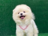 Pomeranian boo yavrumuz çok tatlı