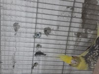 Hazır yavru garanti sultan papağanı takım