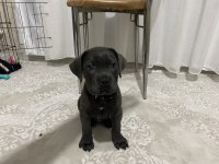 2 aylık ırk garantili cane corso