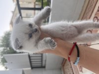 Scottish fold kedimiz