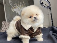 AYI SURAT POMERANİAN BOO YAVRULAR