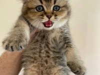 Scottish Straight golden tabby