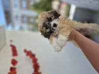 Maltipoo yavrum 55 gunluk