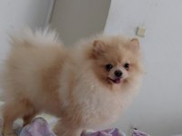 8 Aylık Dişi Pomeranian Uyguna