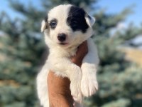 Ankaranın En Kaliteli Border Collie Yavruları