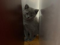 British shorthair 2 aylık