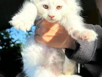 saf kan xl beyaz aslan maine coon yavruları