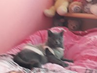 8 aylık british shorthair kedim