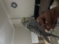 JUMBO MUHABBET KUŞU ELE ALIŞIK SAĞLIKLI KUŞ