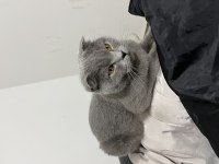 British Shorthair Kedimiz Sahiplendirilecektir