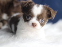 Orijinal Teacup Chihuahua yavrularımız