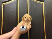 Toy Poodle Yavrumuz