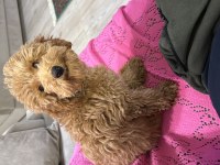 Eğitimli poodle
