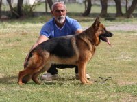 Ruhsatlı çiftliğimizden şecereli alman kurdu yavrular