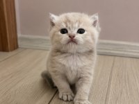 Ay11 erkek british shorthair