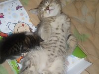 British Shorthair 3 aylık erkek