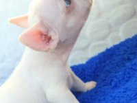 Güzeller güzeli french bulldog kızımız